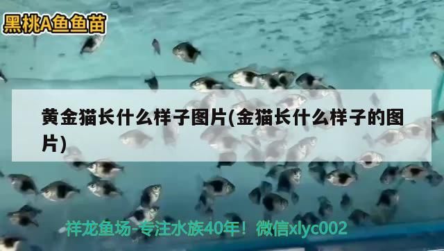 黃金貓長什么樣子圖片(金貓長什么樣子的圖片)