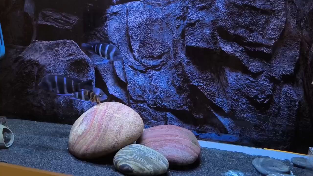 三間鼠作息規律