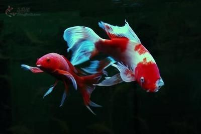 蝴蝶鯉什么品相的最好（蝴蝶鯉品相評(píng)價(jià)需綜合多個(gè)特征以下為優(yōu)質(zhì)品相的核心標(biāo)準(zhǔn)及挑選要點(diǎn)）