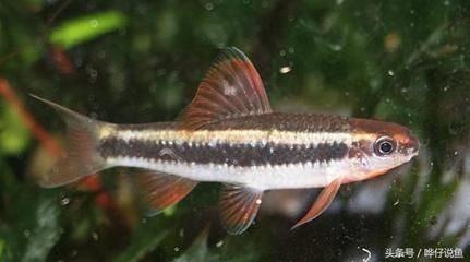 罕見觀賞魚（南北罕見的觀賞魚，馬口魚在中國南北罕見的觀賞魚）