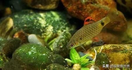 罕見觀賞魚（南北罕見的觀賞魚，馬口魚在中國南北罕見的觀賞魚）