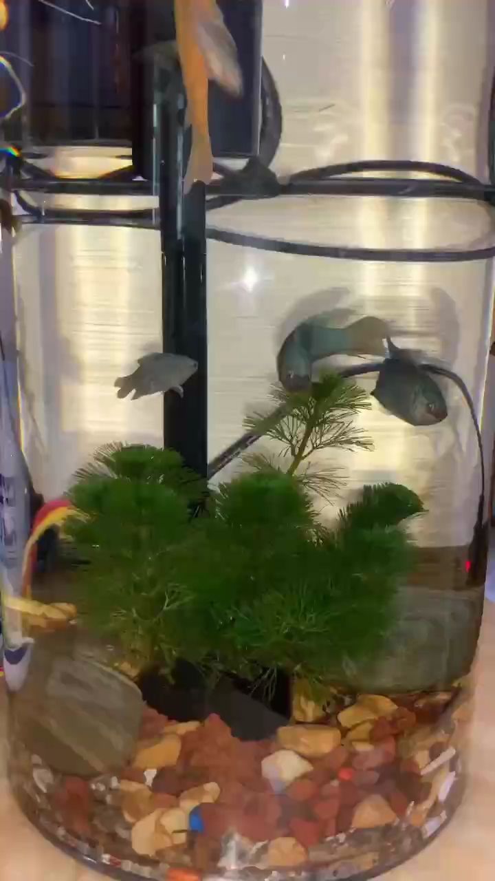 自從養魚后，每天下班回家第一件事就是看魚