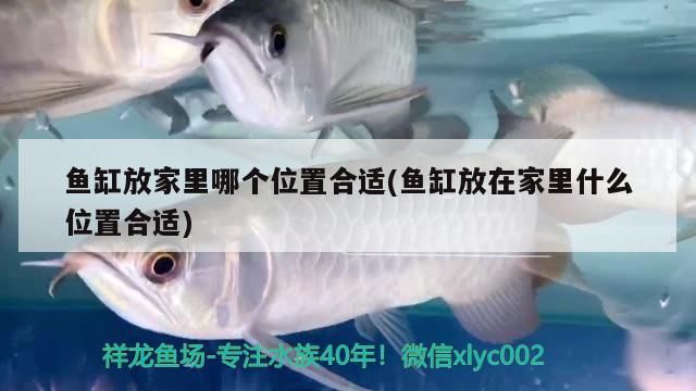 鸚鵡魚和銀龍魚混養(yǎng)怎樣喂食 魚缸放家里哪個位置合適(魚缸放在家里什么位置合適) 黃金貓魚百科 魚缸放家里哪個位置合適(魚缸放在家里什么位置合適) 魚缸放家里哪個位置合適(魚缸放在家里什么位置合適) 黃金貓魚百科