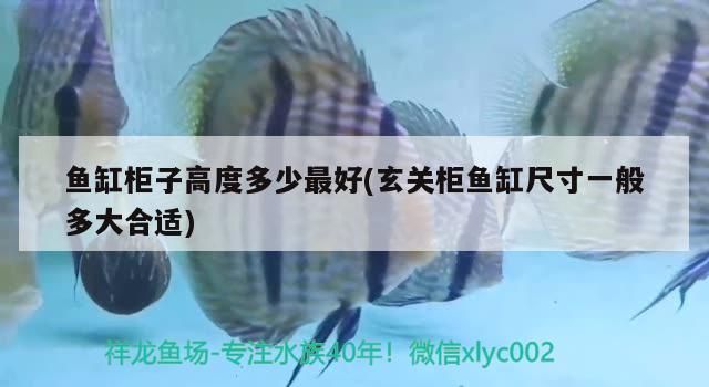 魚缸柜子高度多少最好(玄關柜魚缸尺寸一般多大合適)