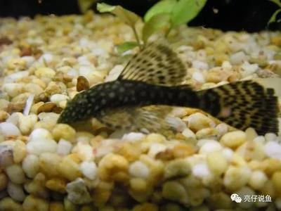 觀賞魚都浮在水面怎么回事啊（觀賞魚浮在水面可能有多種原因） 觀賞魚都浮在水面怎么回事啊（觀賞魚浮在水面可能有多種原因） 新加坡三巴旺 第1張