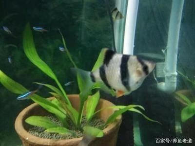 觀賞魚都浮在水面怎么回事啊（觀賞魚浮在水面可能有多種原因） 觀賞魚都浮在水面怎么回事啊（觀賞魚浮在水面可能有多種原因） 新加坡三巴旺 第2張