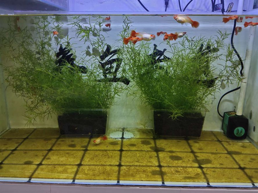 觀賞魚都浮在水面怎么回事啊（觀賞魚浮在水面可能有多種原因） 觀賞魚都浮在水面怎么回事啊（觀賞魚浮在水面可能有多種原因） 新加坡三巴旺 第3張