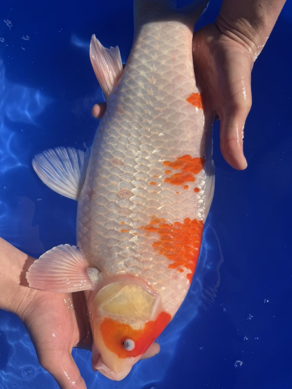 郭斌玉蘭紅白