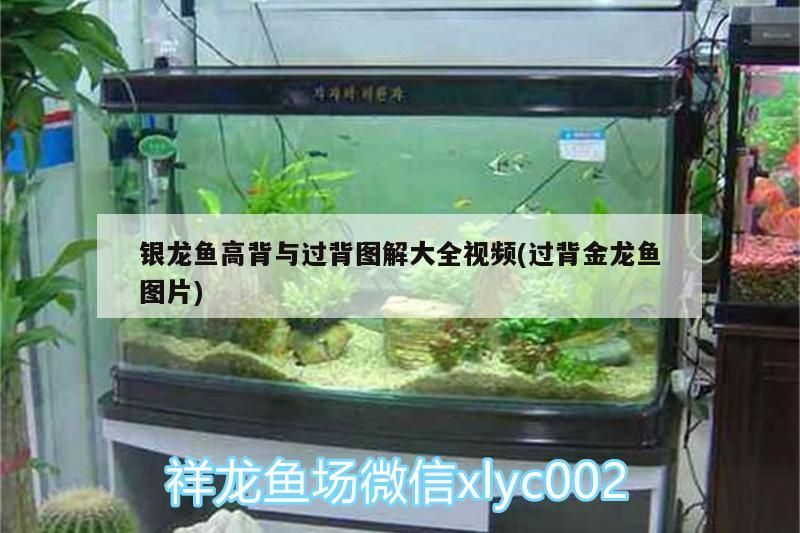 銀龍魚高背與過背圖解大全視頻(過背金龍魚圖片)