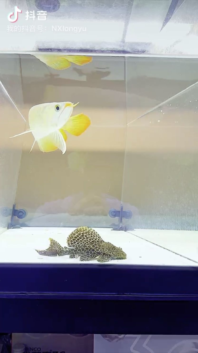 漂亮的豹紋