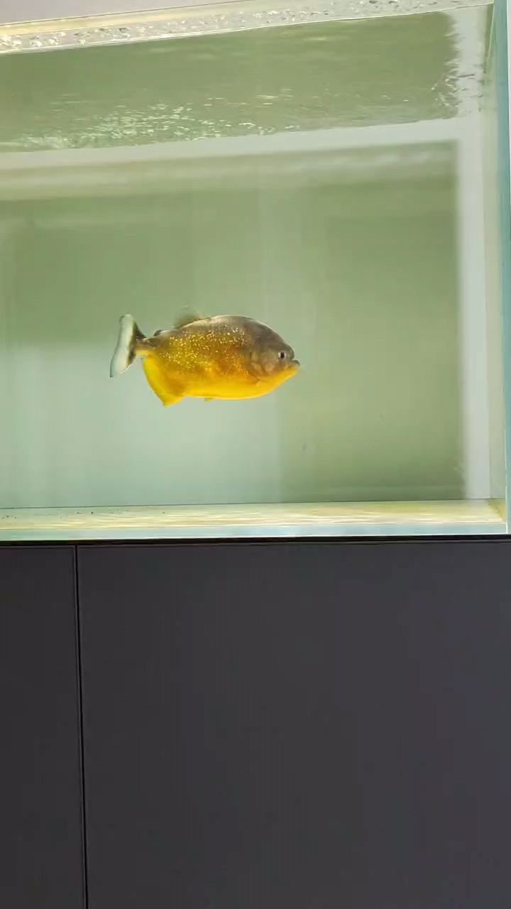 胭脂水虎
