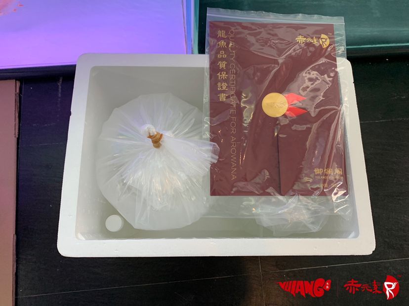 六安觀賞魚市場赤元素精品紅龍出發山東 六安觀賞魚市場赤元素精品紅龍出發山東 赤元素 第3張