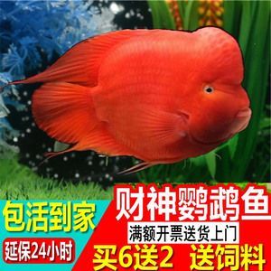 黃金貓魚幼魚飼料營養成分（如何自制黃金貓魚幼魚飼料）