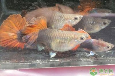 觀賞魚專用魚（全球觀賞魚市場的現(xiàn)狀與趨勢全球觀賞魚市場的現(xiàn)狀與趨勢）