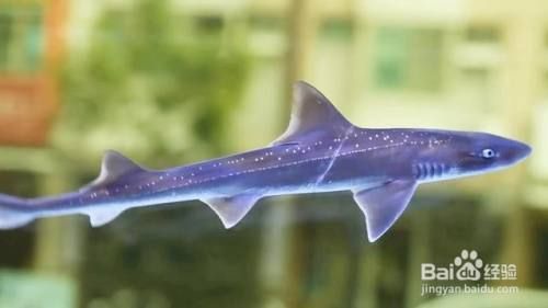 江門可麗愛魚缸專賣店，打造水族愛好者的夢幻家園
