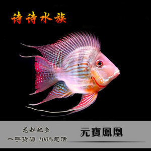 紅龍魚配魚有哪些好處：紅龍魚配魚的主要優勢