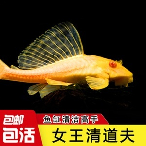 紅龍魚配魚有哪些好處：紅龍魚配魚的主要優勢