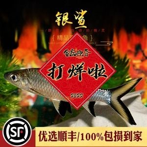 紅龍魚配魚有哪些好處：紅龍魚配魚的主要優勢