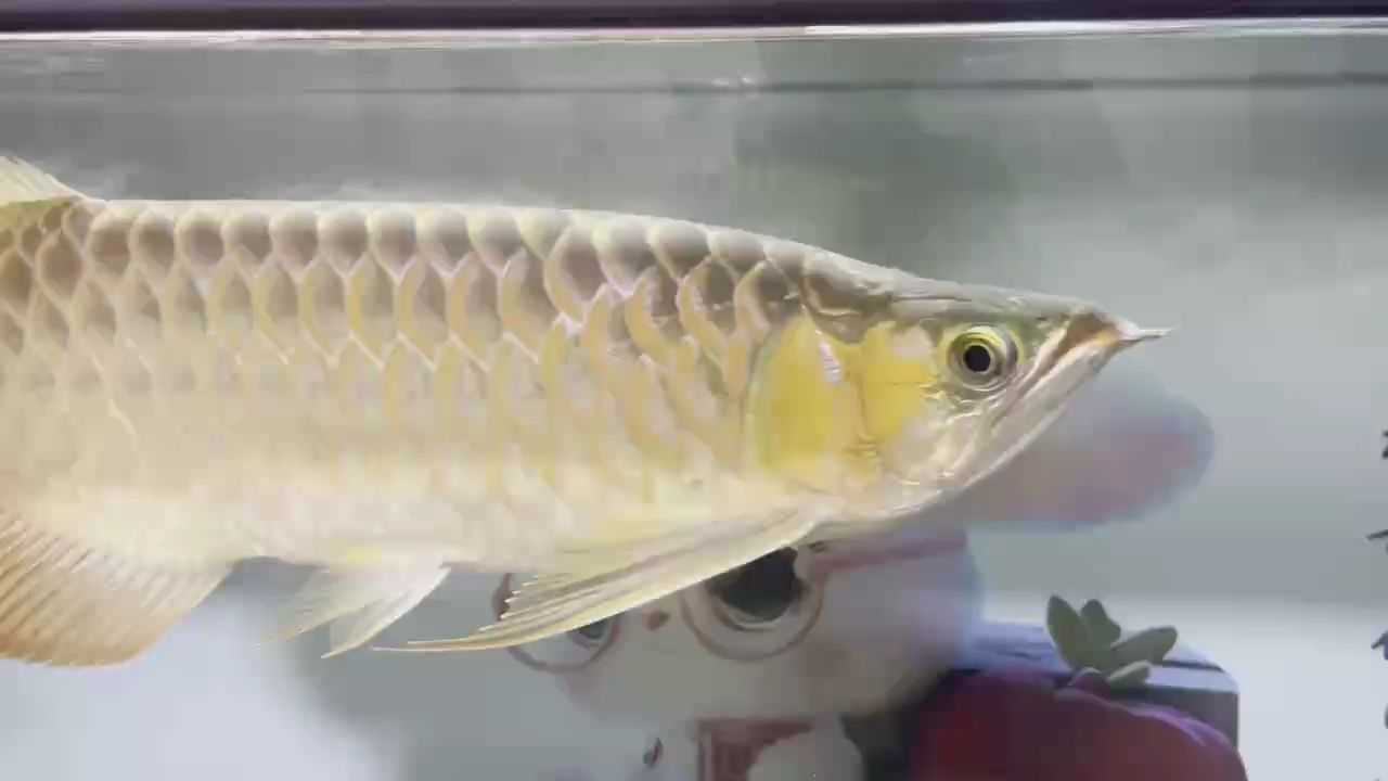 兄弟們幫我看看屬于粗框還是細框 鱗粉養的怎么樣？