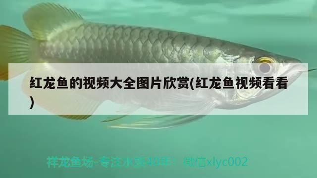 紅龍魚的視頻大全圖片欣賞(紅龍魚視頻看看)