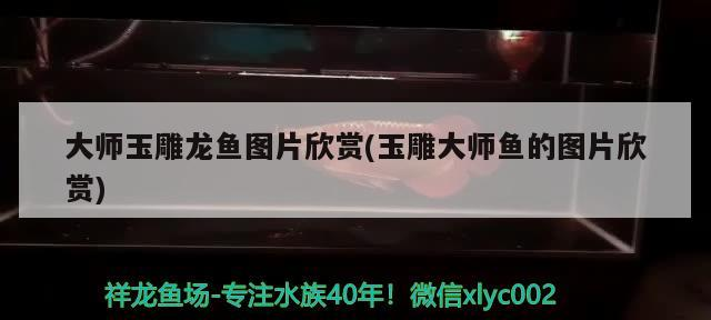 大師玉雕龍魚圖片欣賞(玉雕大師魚的圖片欣賞)
