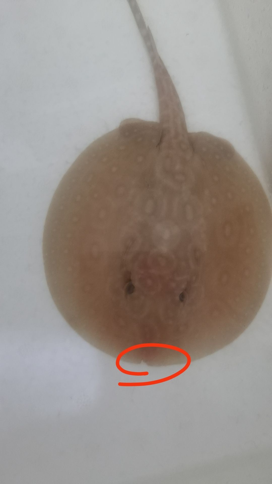 換了條白子！！