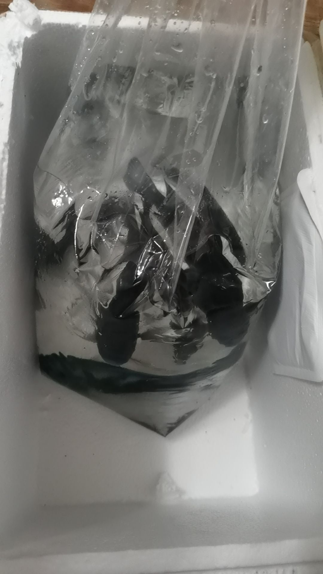 換了條白子??！