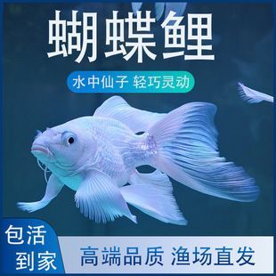 普直蝴蝶鯉最忌三種魚(yú)（普身蝴蝶鯉在混養(yǎng)時(shí)需特別注意以下三類(lèi)魚(yú)種）