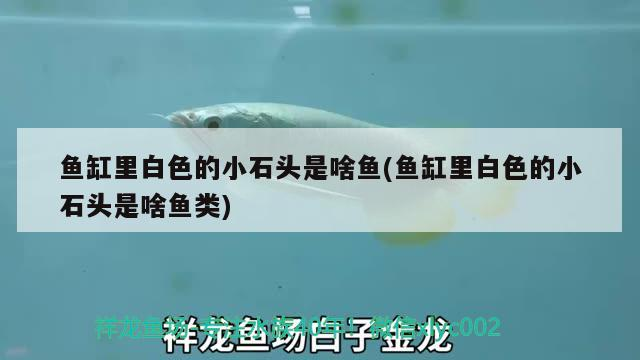 魚(yú)缸里白色的小石頭是啥魚(yú)(魚(yú)缸里白色的小石頭是啥魚(yú)類(lèi))