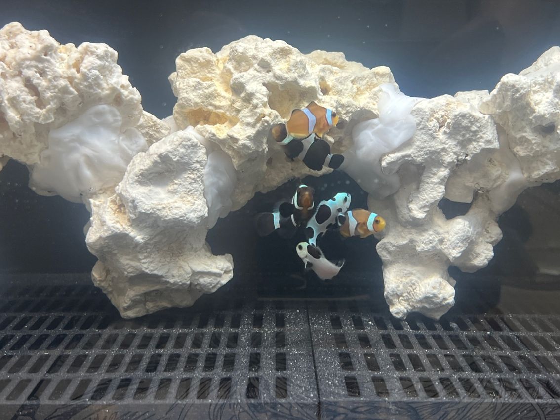 新手挑戰海缸第十五天。 終于把魚放進去了 新手挑戰海缸第十五天。 終于把魚放進去了 龍魚論壇 第2張