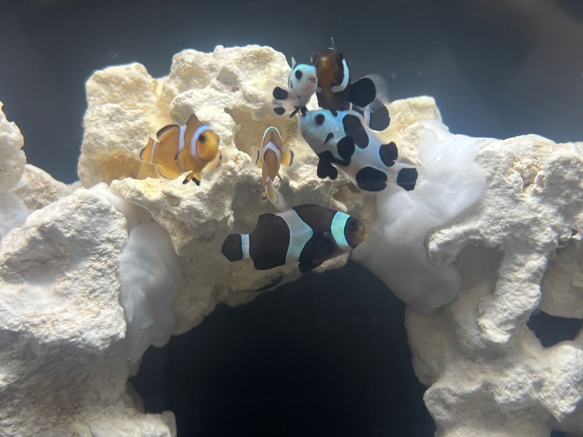 新手挑戰海缸第十五天。 終于把魚放進去了 新手挑戰海缸第十五天。 終于把魚放進去了 龍魚論壇 第3張