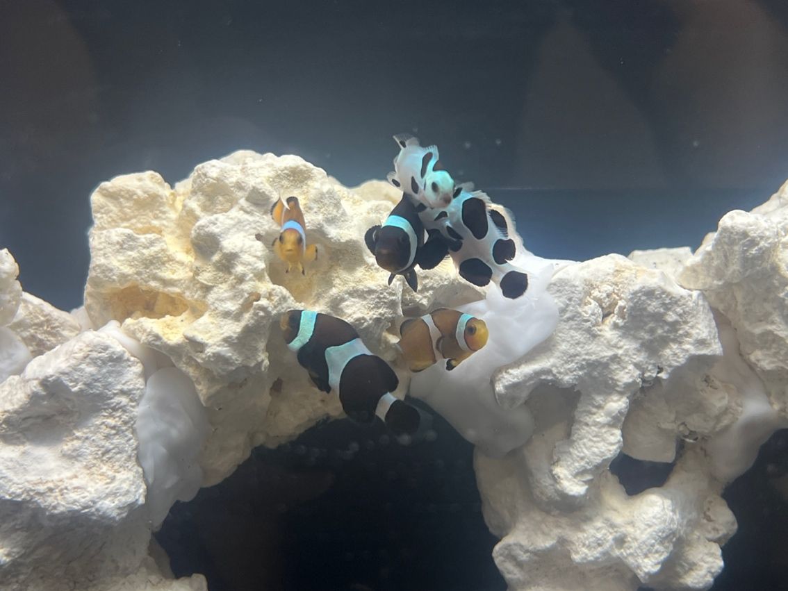 新手挑戰海缸第十五天。 終于把魚放進去了 新手挑戰海缸第十五天。 終于把魚放進去了 龍魚論壇 第4張