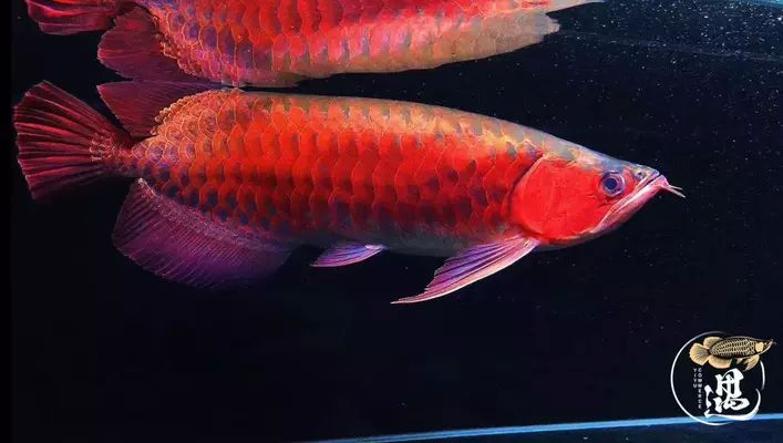 龍魚翻鰓后果是什么vs祥龍魚場：祥龍魚場的評(píng)價(jià)如何