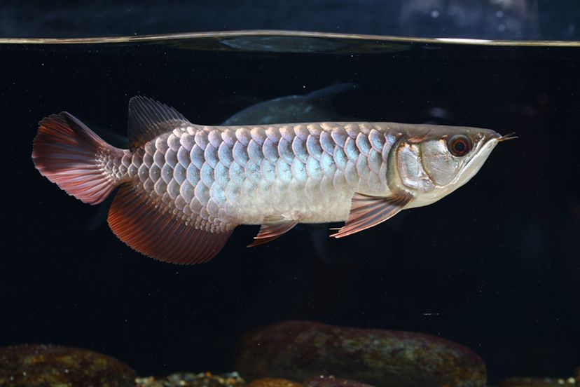 雞肝作為龍魚(yú)食物的最佳頻率（龍魚(yú)weekly喂食計(jì)劃表，幫你把雞肝、蝦肉、飼料的投喂日安排清楚）