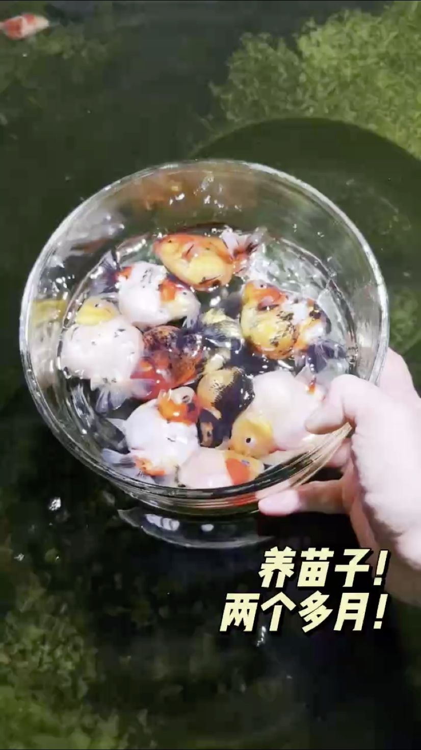 魚缸帶苗兩個多月！ 魚缸帶苗兩個多月！ 龍魚論壇