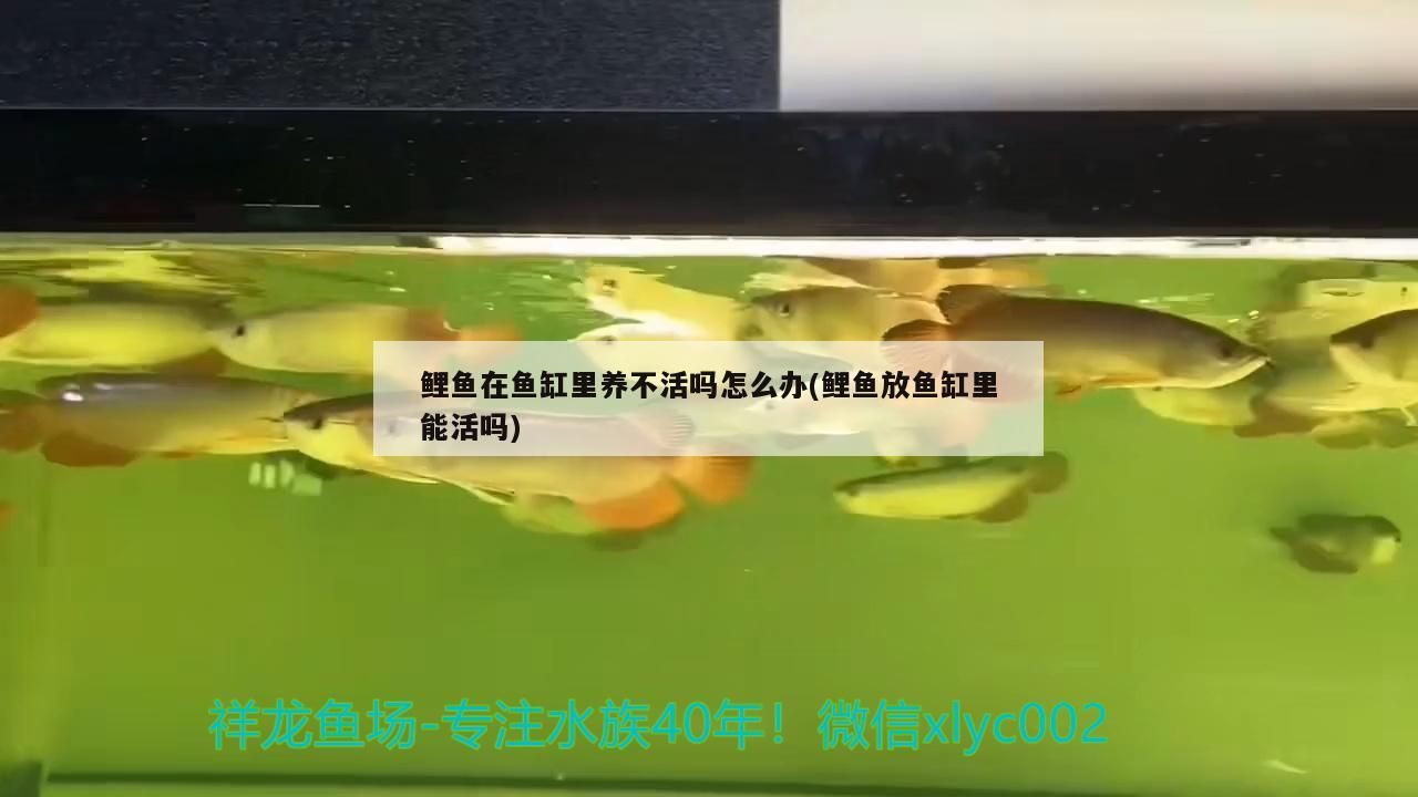 鯉魚在魚缸里養不活嗎怎么辦(鯉魚放魚缸里能活嗎)