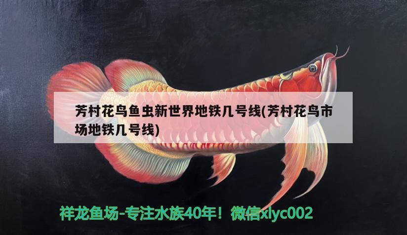 魚缸里養白色魚好不好（ 魚缸養白色的魚代表什么風水）