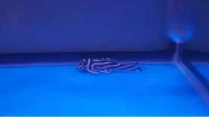 魚龍混雜打一生肖數字，揭秘十二生肖中的神秘謎題 魚龍混雜打一生肖數字，揭秘十二生肖中的神秘謎題 龍魚百科 第3張