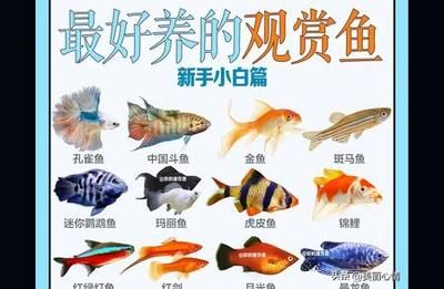 水族館選購(gòu)指南(水族箱選購(gòu)指南) 水族館百科(水族館加盟) 第1張 水族館選購(gòu)指南(水族箱選購(gòu)指南) 水族館選購(gòu)指南(水族箱選購(gòu)指南) 水族館百科(水族館加盟) 第1張