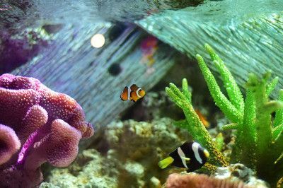 水族館選購(gòu)指南(水族箱選購(gòu)指南) 水族館百科(水族館加盟) 第3張 水族館選購(gòu)指南(水族箱選購(gòu)指南) 水族館選購(gòu)指南(水族箱選購(gòu)指南) 水族館百科(水族館加盟) 第3張