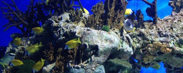 水族館選購(gòu)指南(水族箱選購(gòu)指南) 水族館百科(水族館加盟) 第4張 水族館選購(gòu)指南(水族箱選購(gòu)指南) 水族館選購(gòu)指南(水族箱選購(gòu)指南) 水族館百科(水族館加盟) 第4張