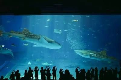 水族館選購(gòu)指南(水族箱選購(gòu)指南) 水族館百科(水族館加盟) 第5張 水族館選購(gòu)指南(水族箱選購(gòu)指南) 水族館選購(gòu)指南(水族箱選購(gòu)指南) 水族館百科(水族館加盟) 第5張