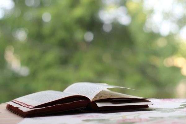 豬鼻龜能長到多大？：豬鼻龜能長到多大