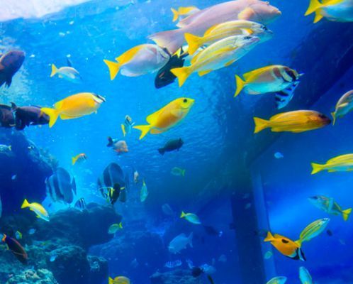 開水族館利潤有多大啊知乎（水族館加盟品牌選擇指南）