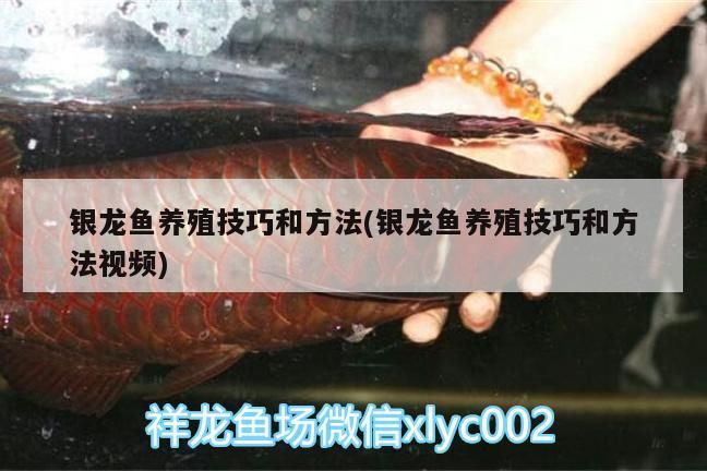 銀龍魚養(yǎng)殖技巧和方法(銀龍魚養(yǎng)殖技巧和方法視頻)
