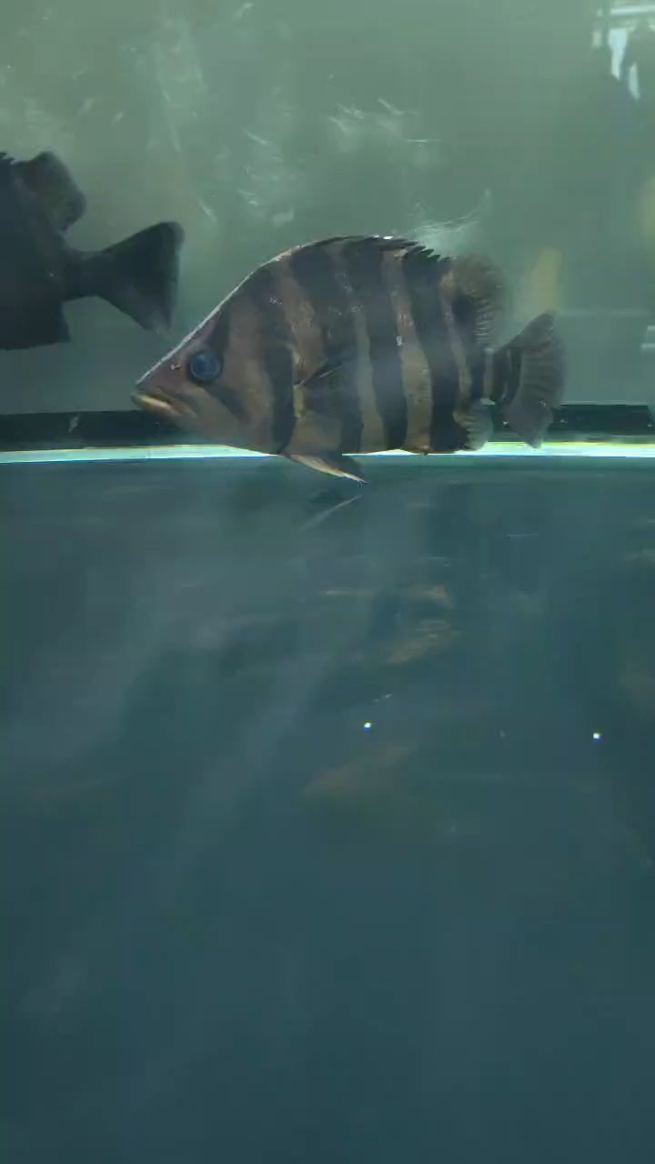 出三條受欺負虎魚，都是純四紋全包，尺寸23.25.27這個尺寸只會大不會小，個人玩家