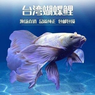 蝴蝶鯉球體多少錢一只(蝴蝶鯉球體價格受尺寸、品種、采購渠道等因素影響較大)