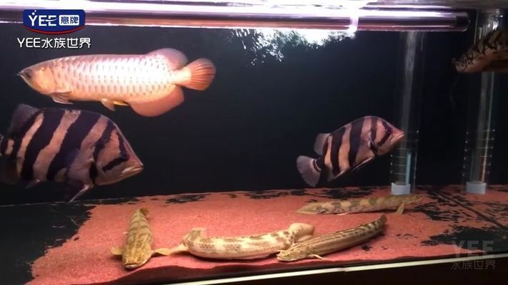 香港魚缸制作公司排名榜前十名（香港魚缸制作公司排名榜前十名）