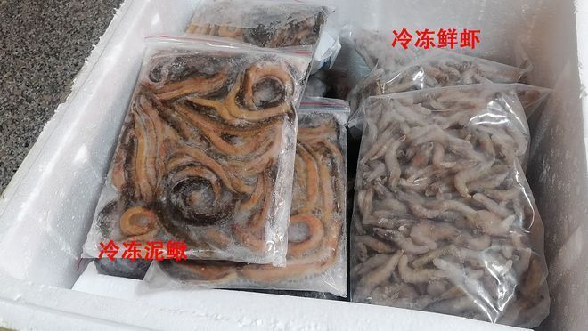 魚龍與翼龍，中生代海洋與天空的霸主有何聯系？