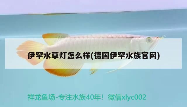 詳細(xì)閱讀:伊罕水草燈怎么樣(德國(guó)伊罕水族官網(wǎng)) 伊罕水草燈怎么樣(德國(guó)伊罕水族官網(wǎng))
